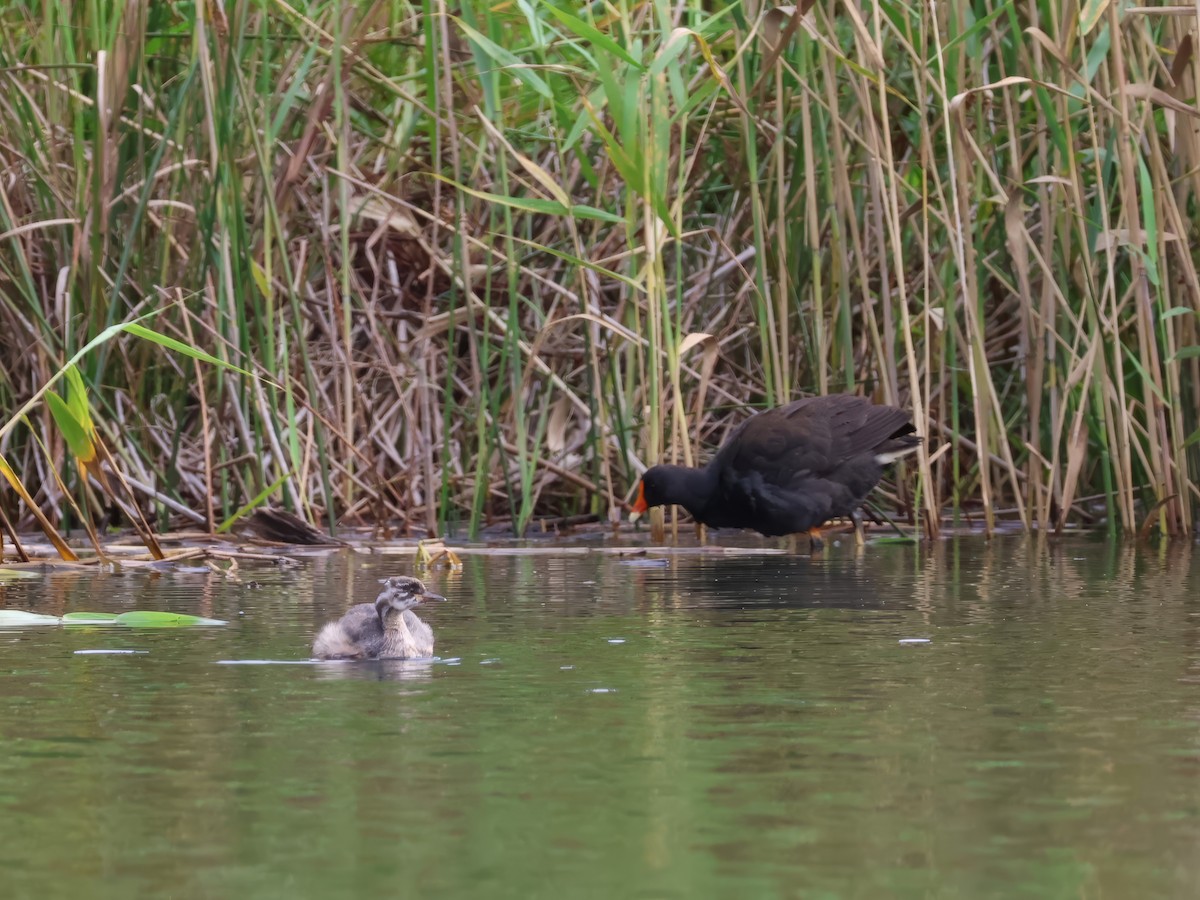 Australasian Grebe - ML629319985