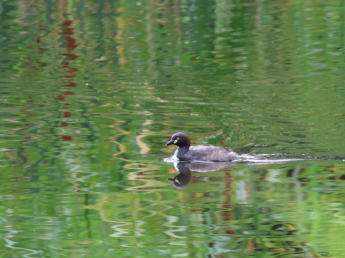 Australasian Grebe - ML629319986