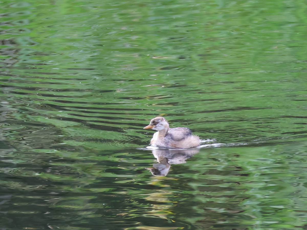 Australasian Grebe - ML629319987