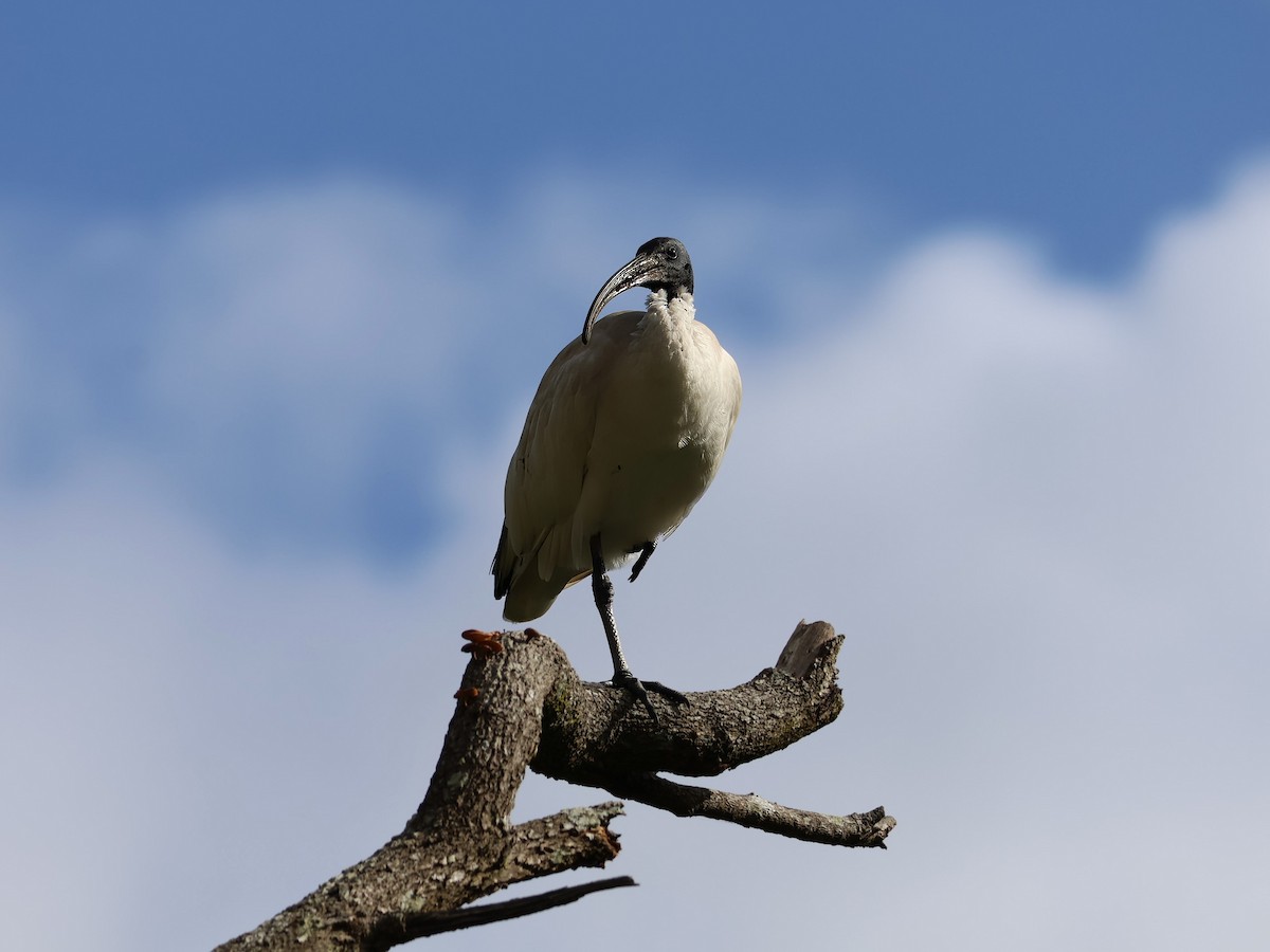 Australian Ibis - ML629320002