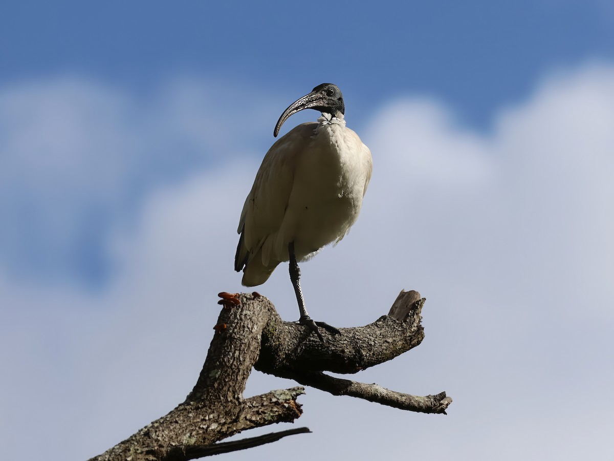 Australian Ibis - ML629320003