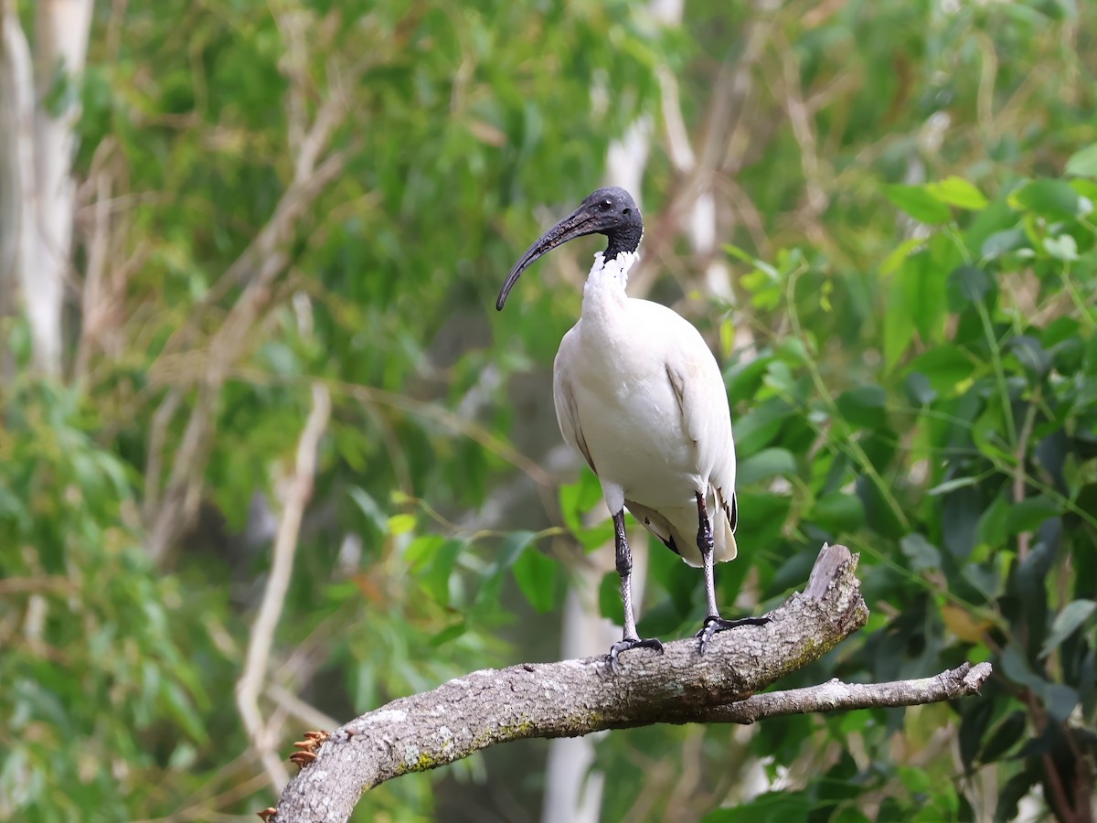 Australian Ibis - ML629320004