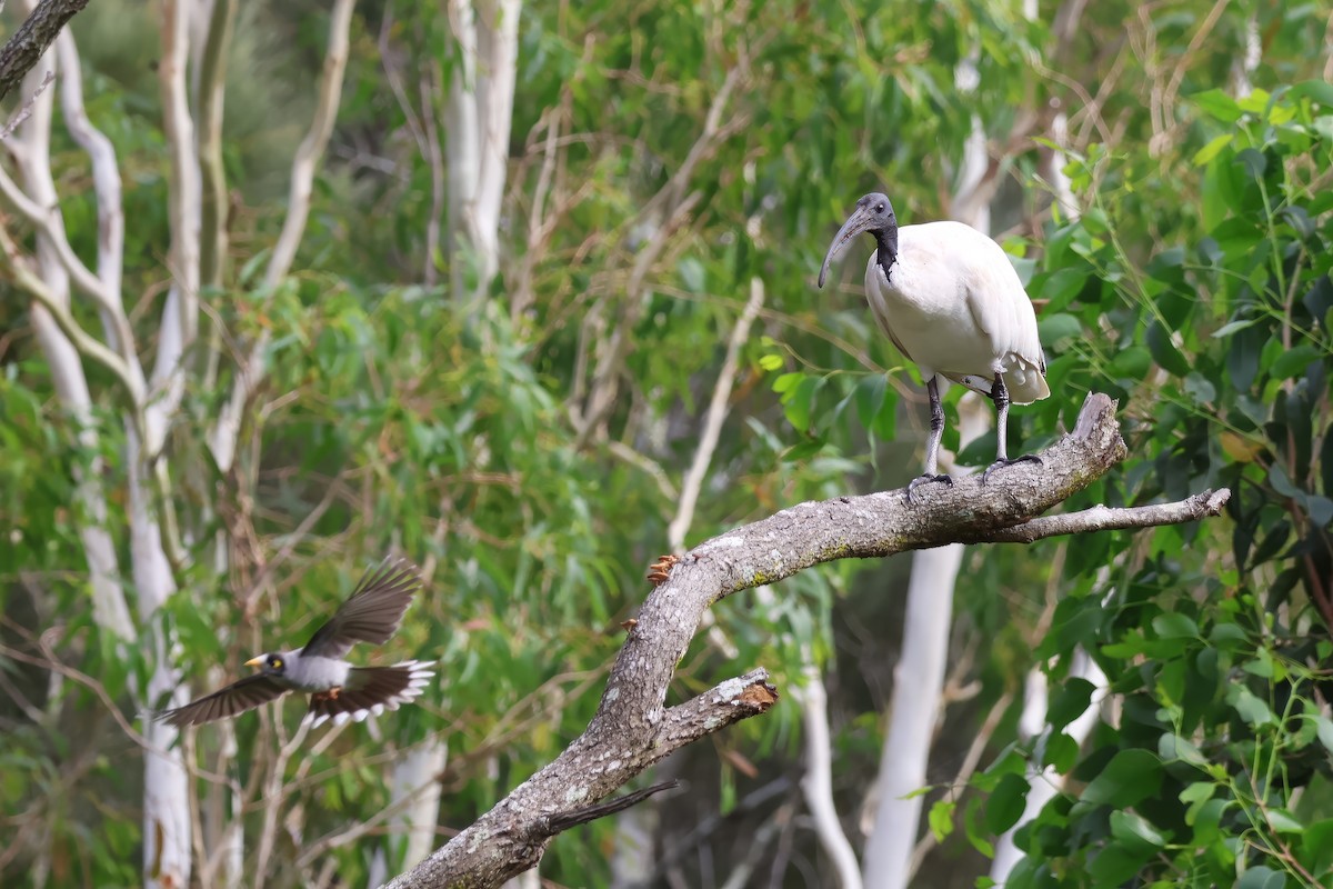 Australian Ibis - ML629320005