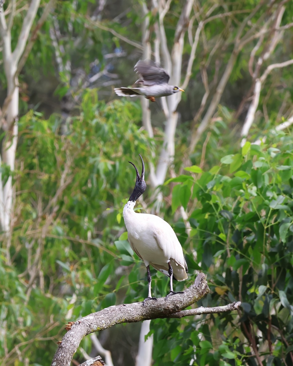 Australian Ibis - ML629320006