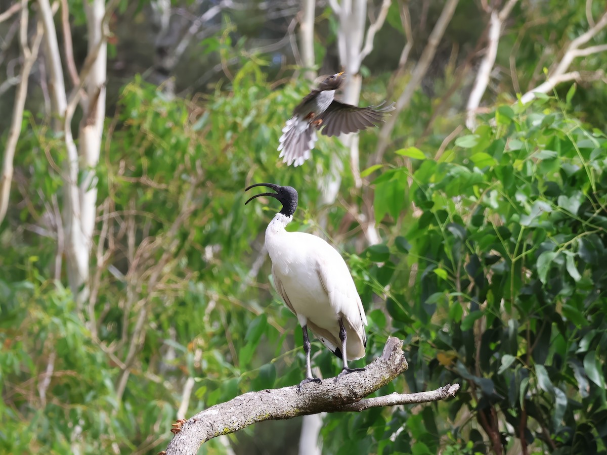 Australian Ibis - ML629320007
