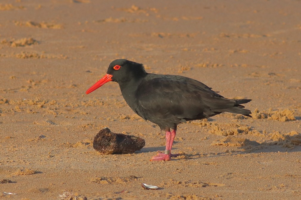 Sooty Oystercatcher - ML629320173