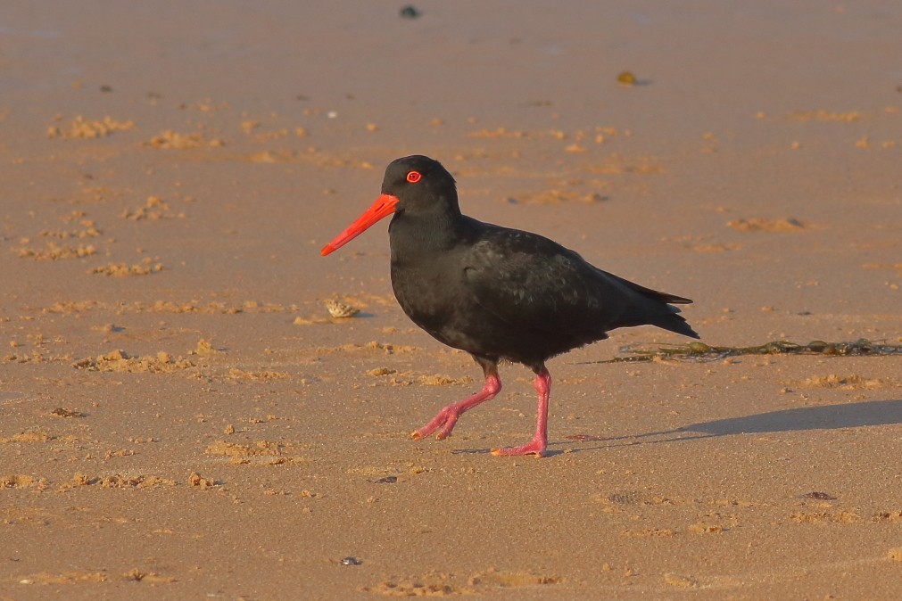 Sooty Oystercatcher - ML629320178