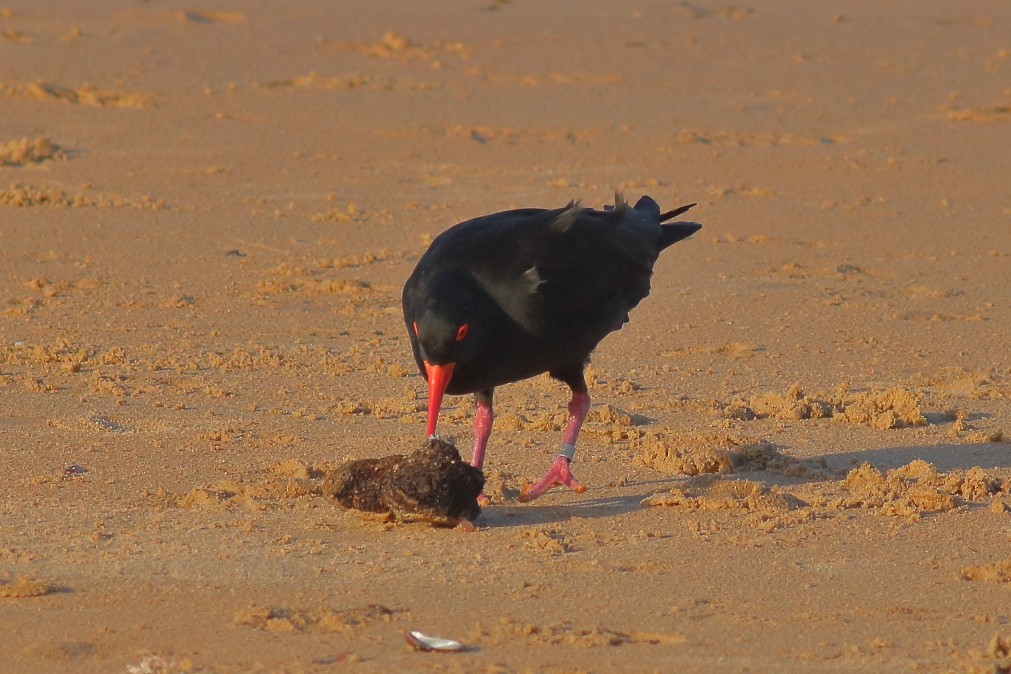 Sooty Oystercatcher - ML629320182