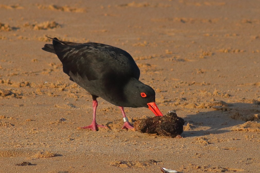 Sooty Oystercatcher - ML629320185
