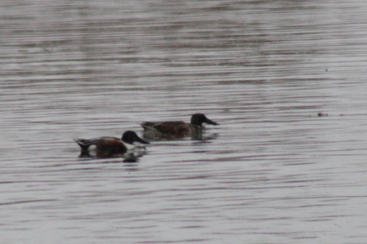 Халбага нугас - ML629320345