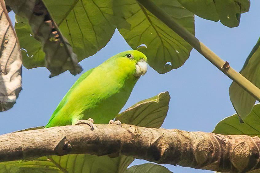 Mexican Parrotlet - ML629320633