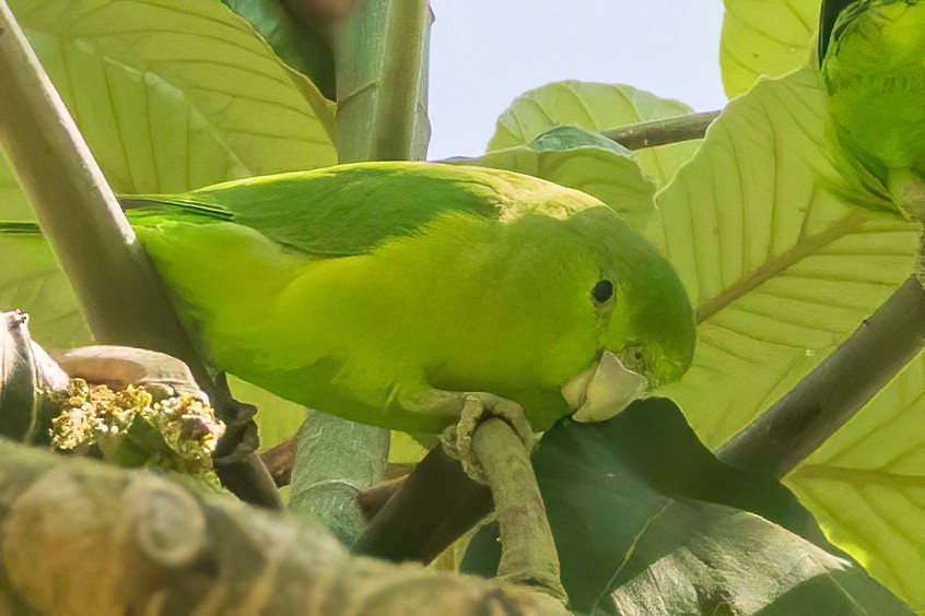 Mexican Parrotlet - ML629320634