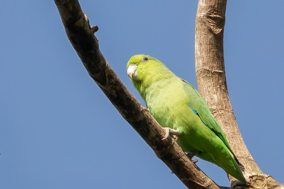 Mexican Parrotlet - ML629320635