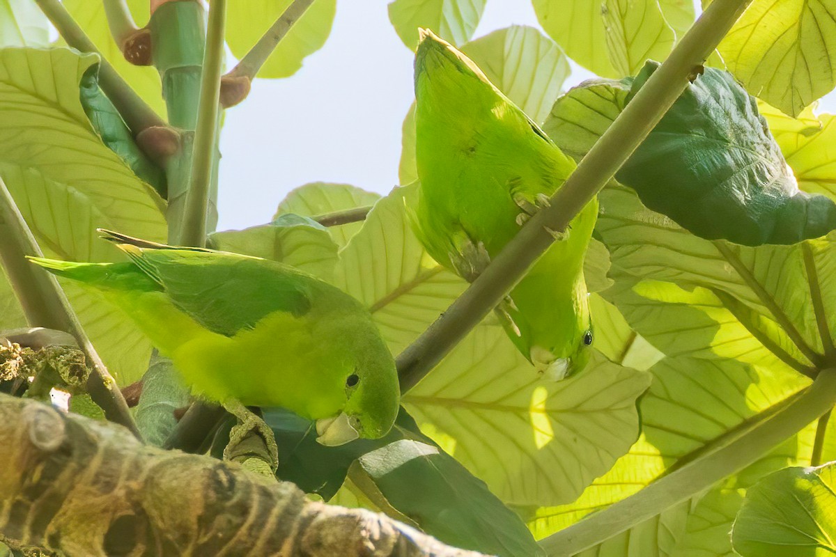 Mexican Parrotlet - ML629320636