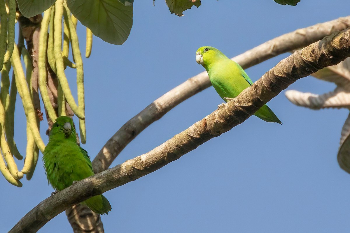 Mexican Parrotlet - ML629320637