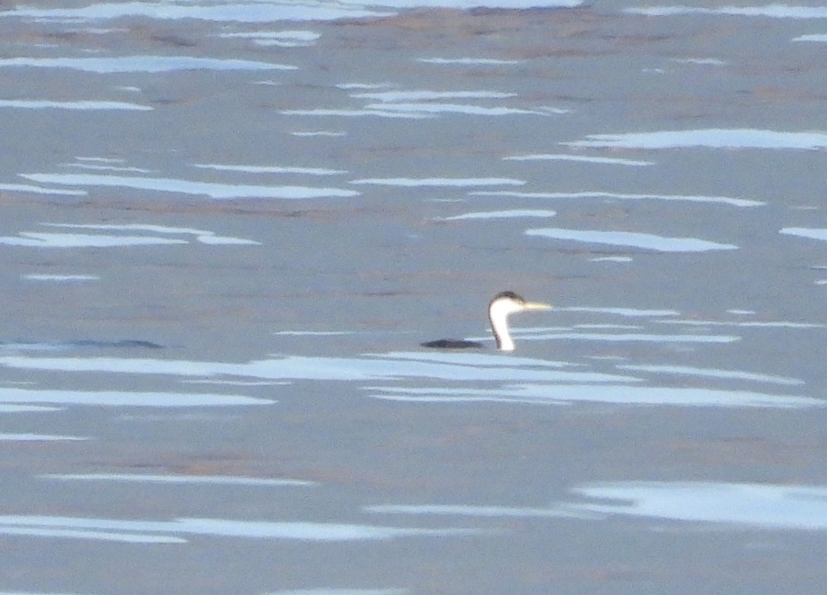 Western Grebe - ML629320797