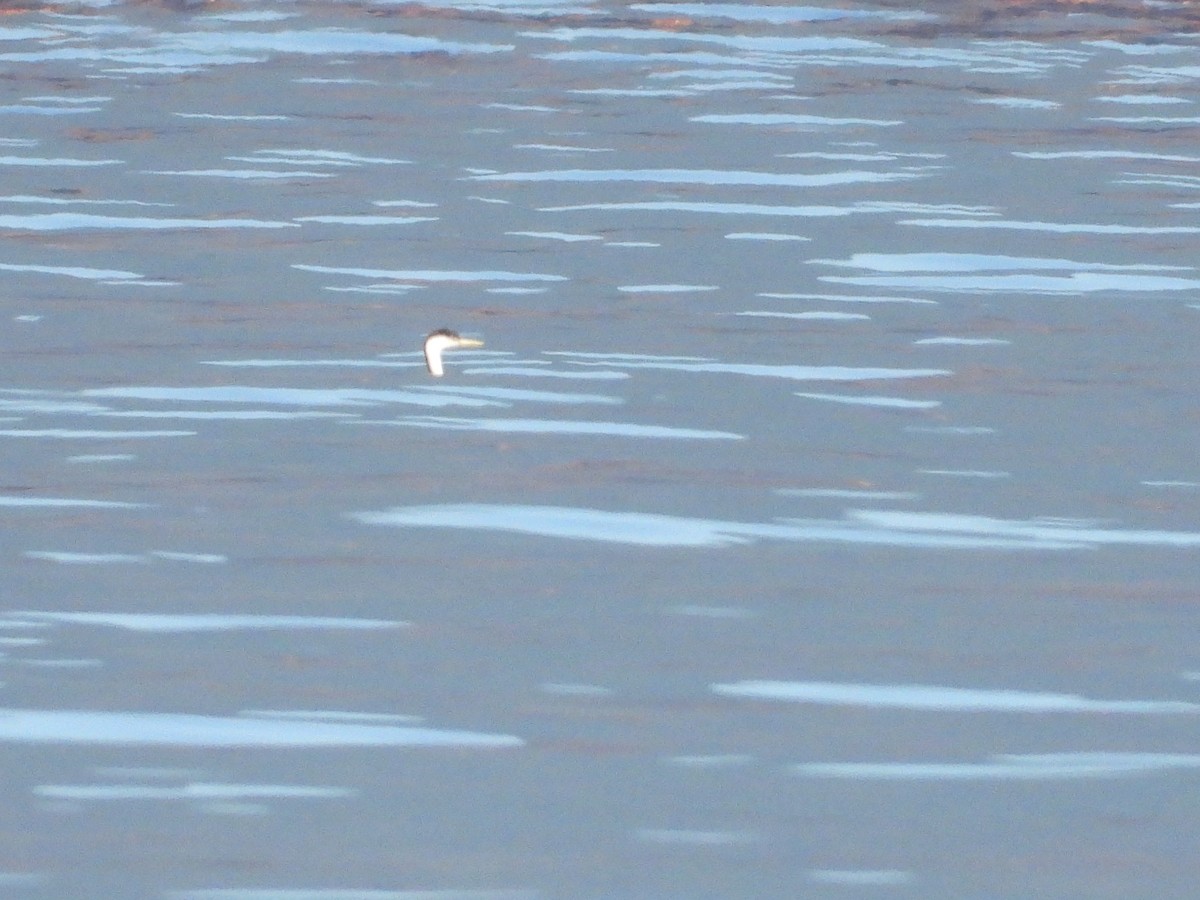 Western Grebe - ML629320800