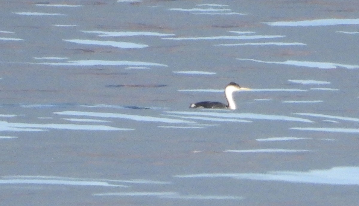 Western Grebe - ML629320823