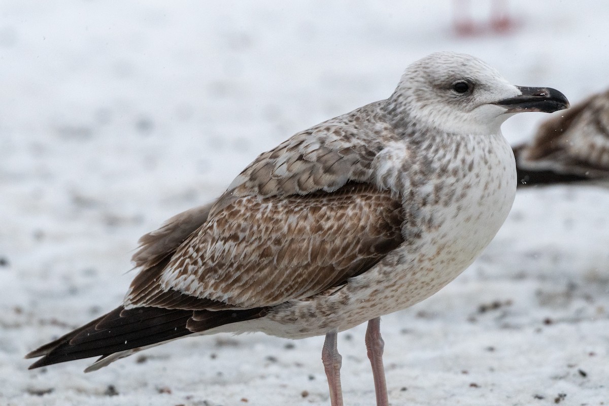 Caspian Gull - ML629321213