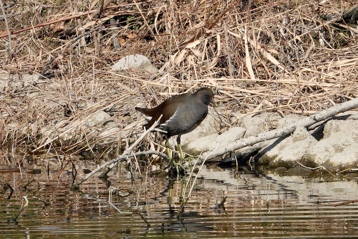 Eurasian Moorhen - ML629321220