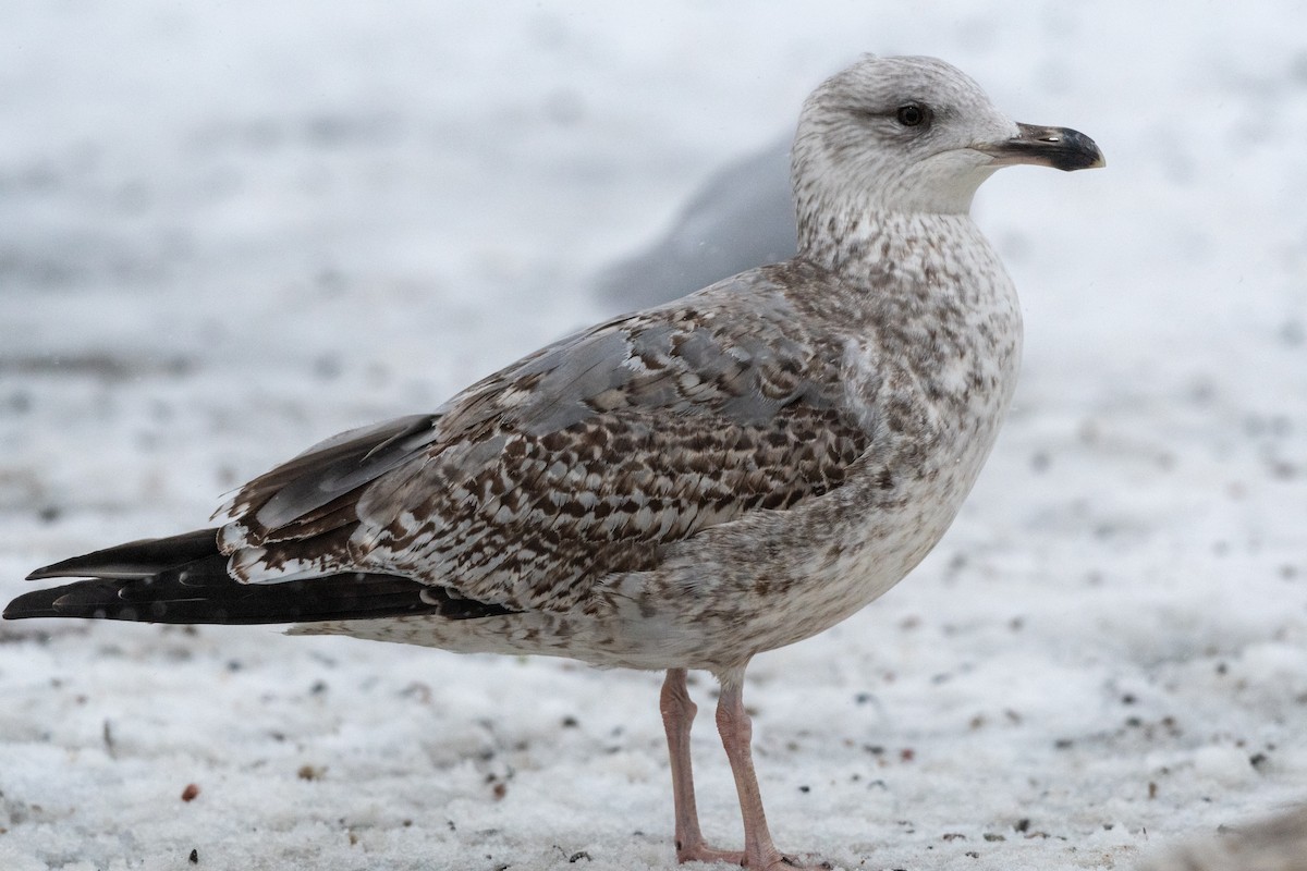 European Herring Gull - ML629321236