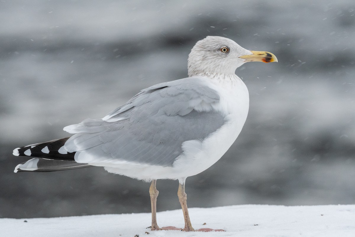 European Herring Gull - ML629321237