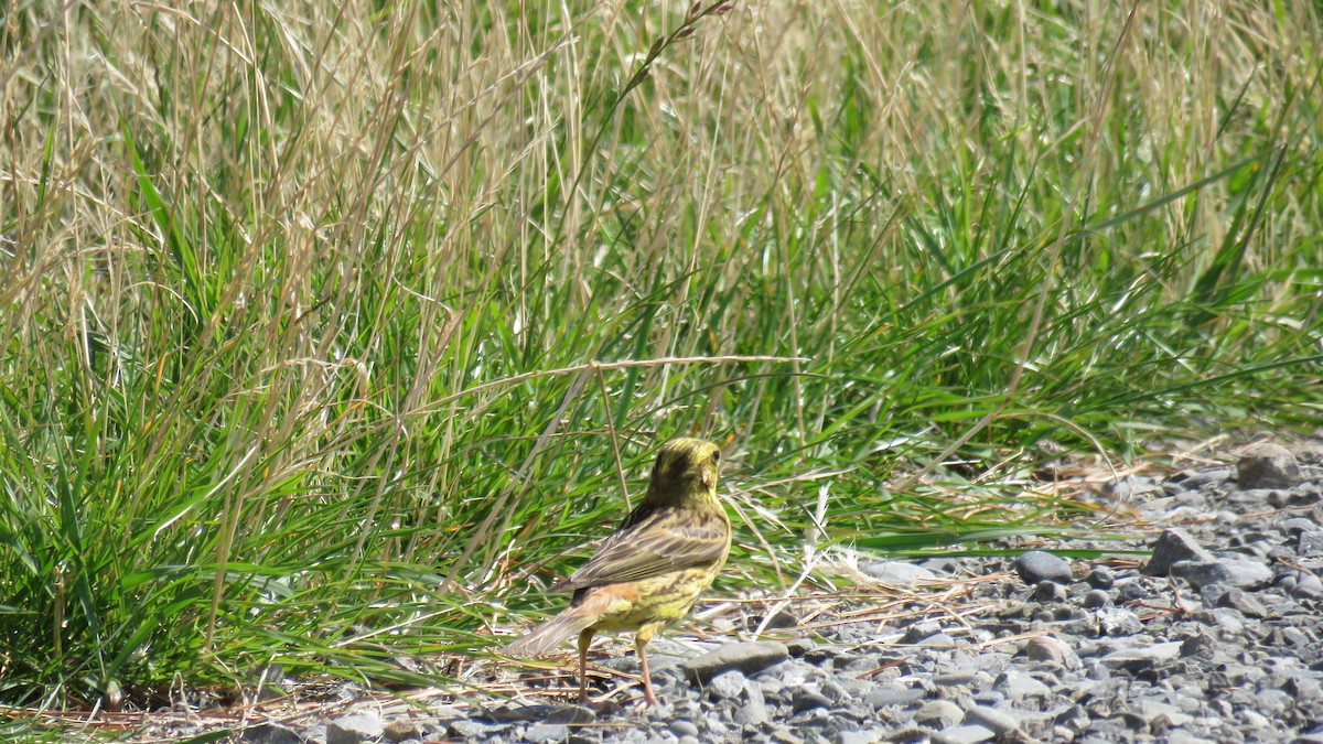 Yellowhammer - ML629321360