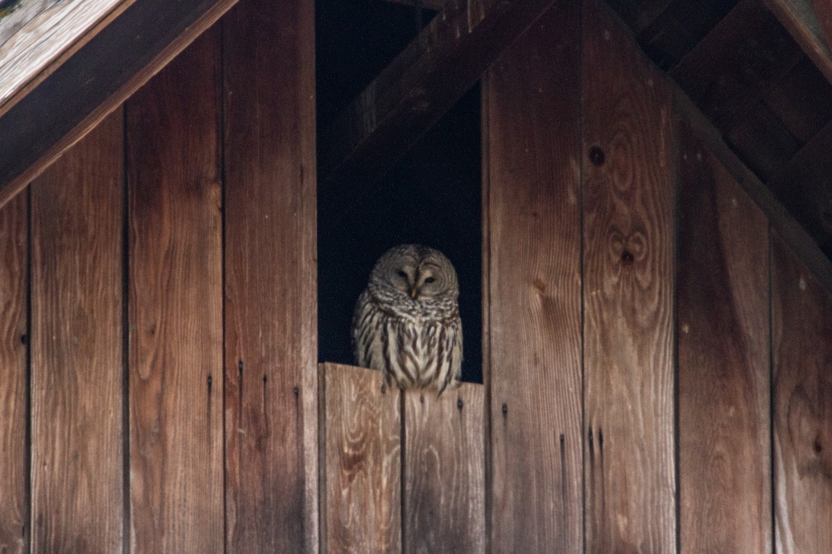Barred Owl - ML629321614