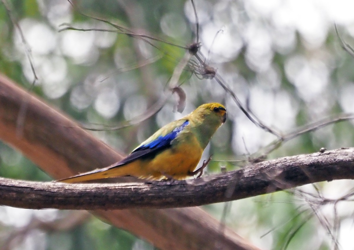 Blue-winged Parrot - ML629321724