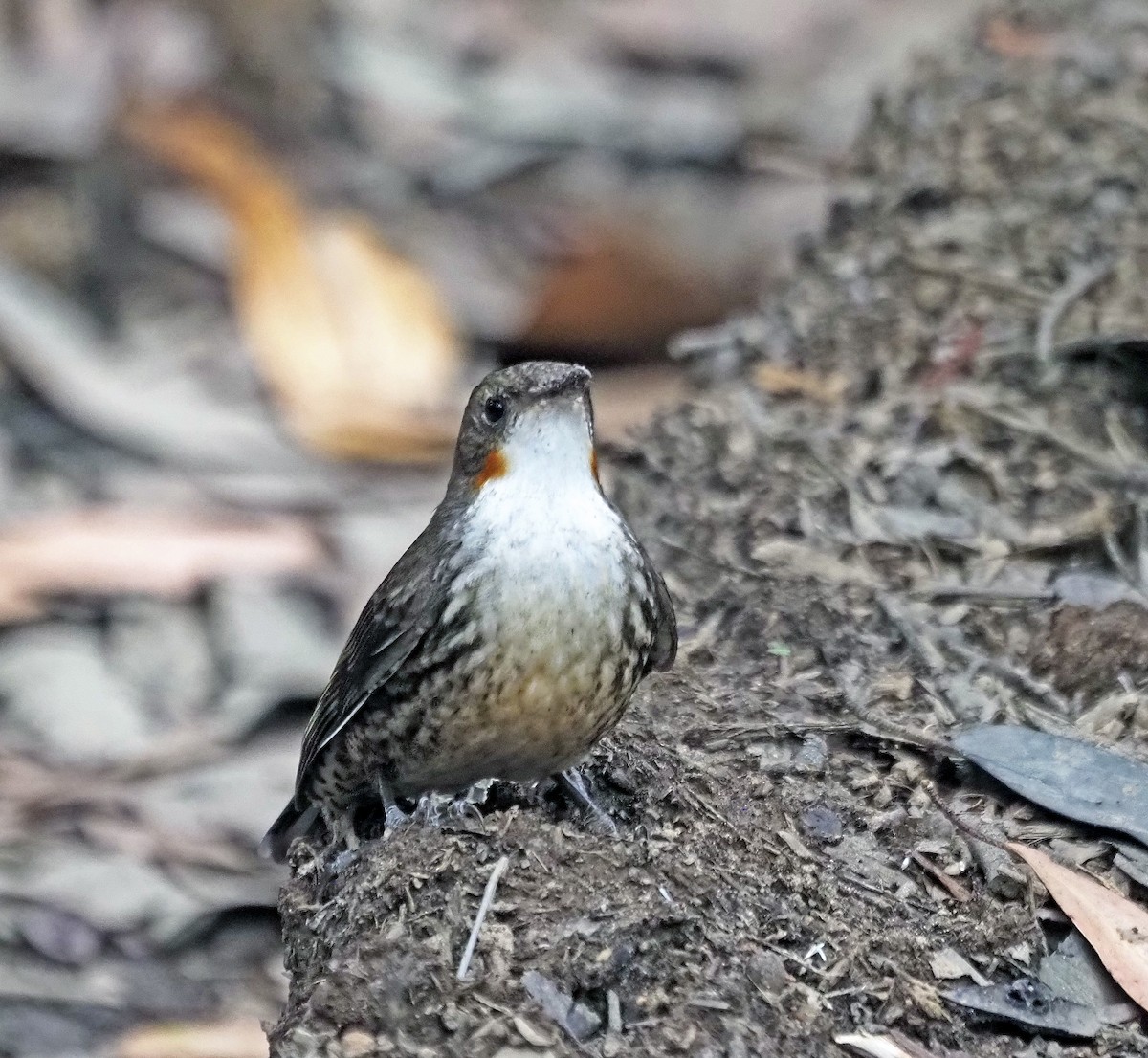 White-throated Treecreeper - ML629321730