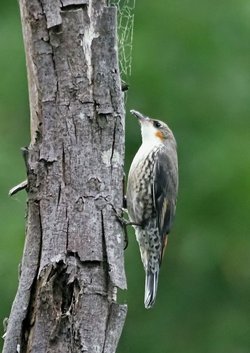 White-throated Treecreeper - ML629321738