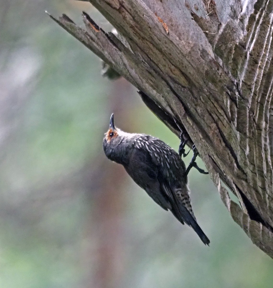 Red-browed Treecreeper - ML629321742