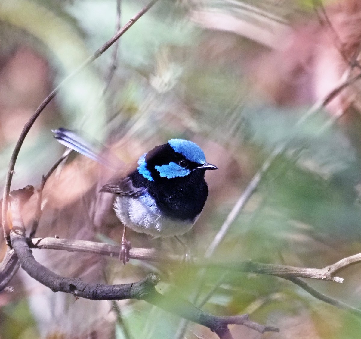 Superb Fairywren - ML629321781
