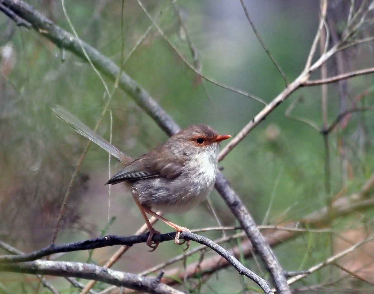 Superb Fairywren - ML629321798