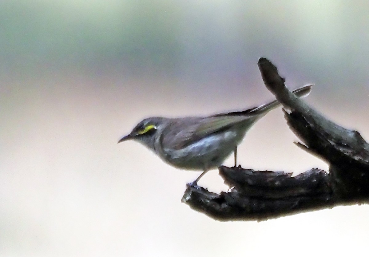 Yellow-faced Honeyeater - ML629321824