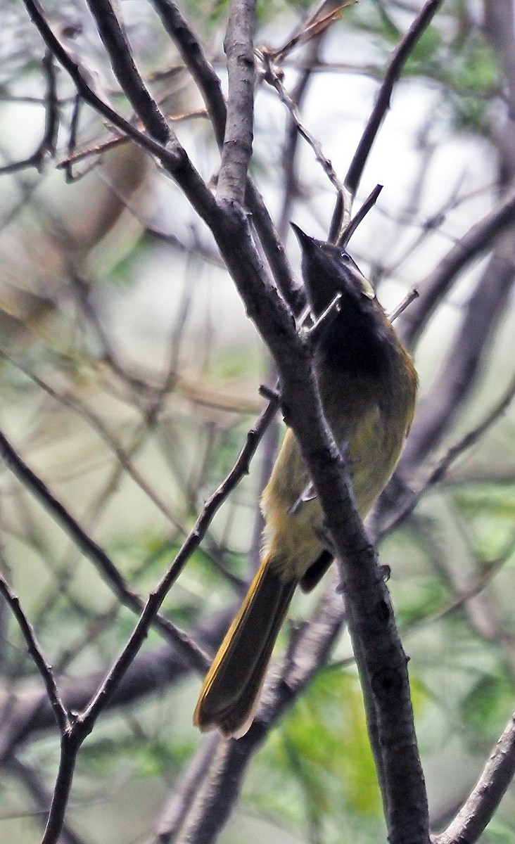 White-eared Honeyeater - ML629321832