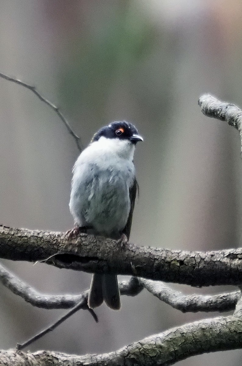 White-naped Honeyeater - ML629322172
