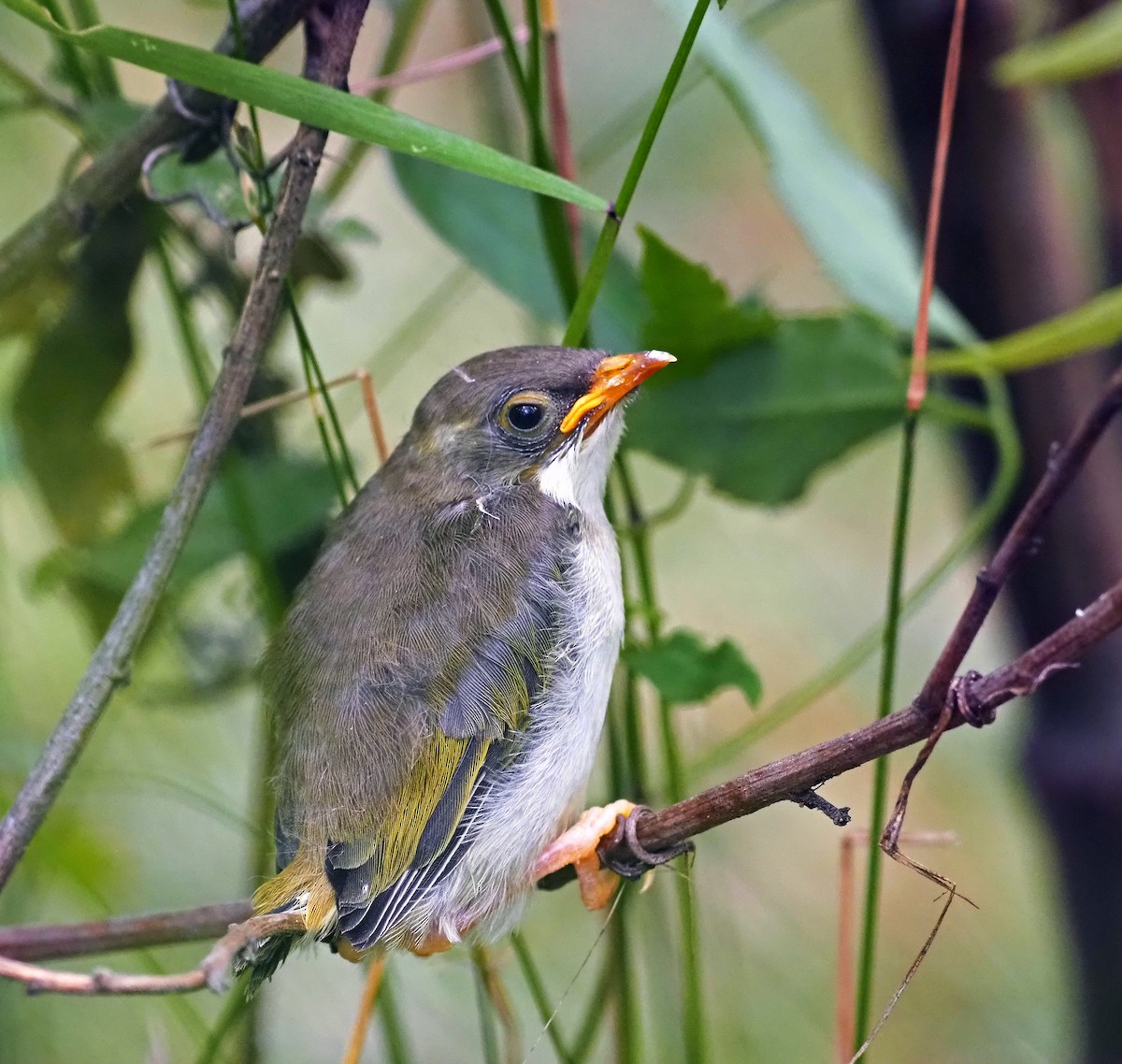 White-naped Honeyeater - ML629322177