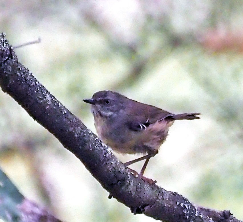 White-browed Scrubwren - ML629322194