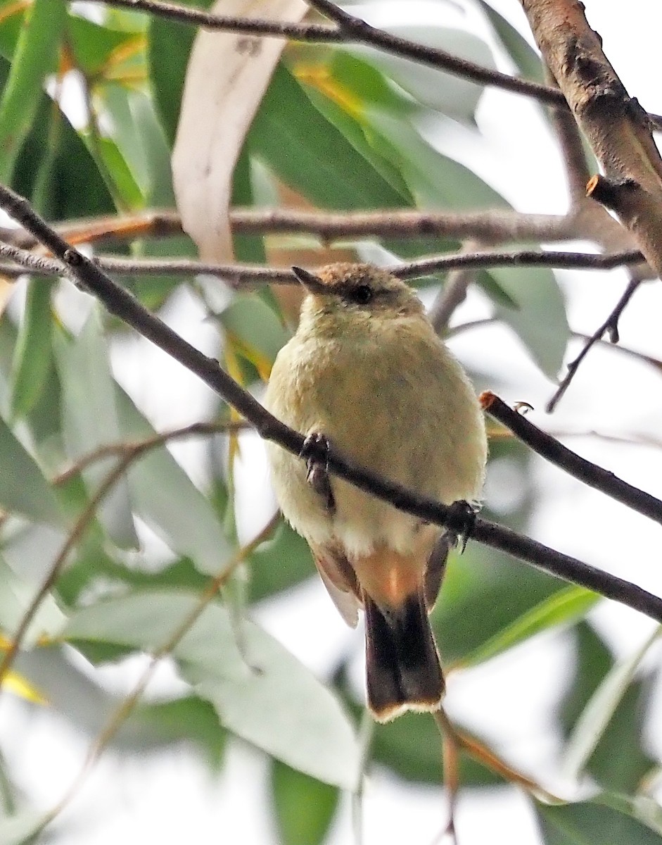 Buff-rumped Thornbill - ML629322208