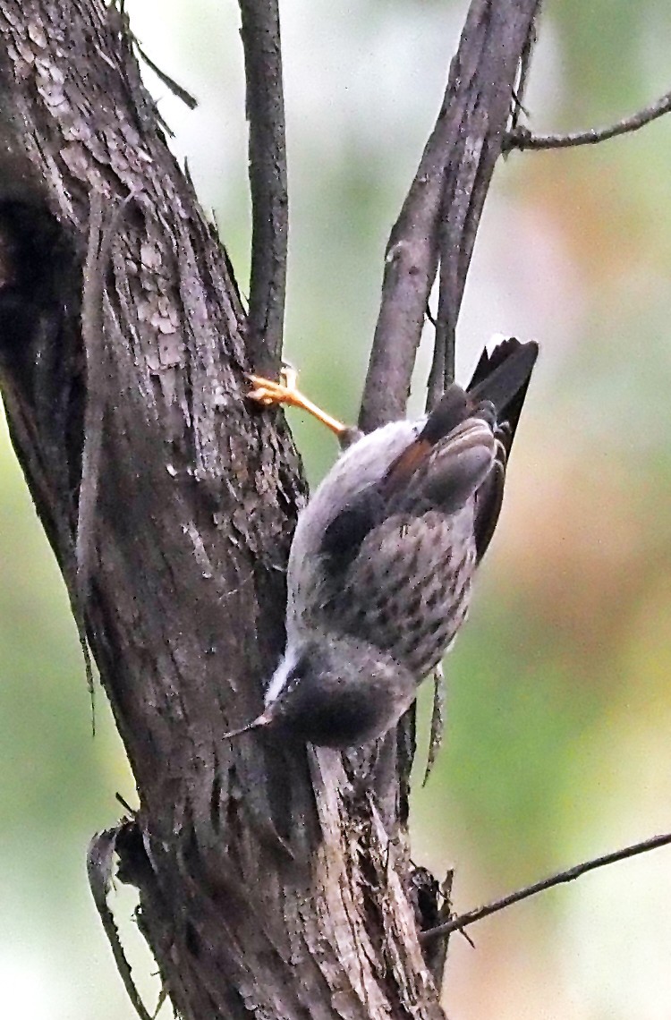 Varied Sittella - ML629322221