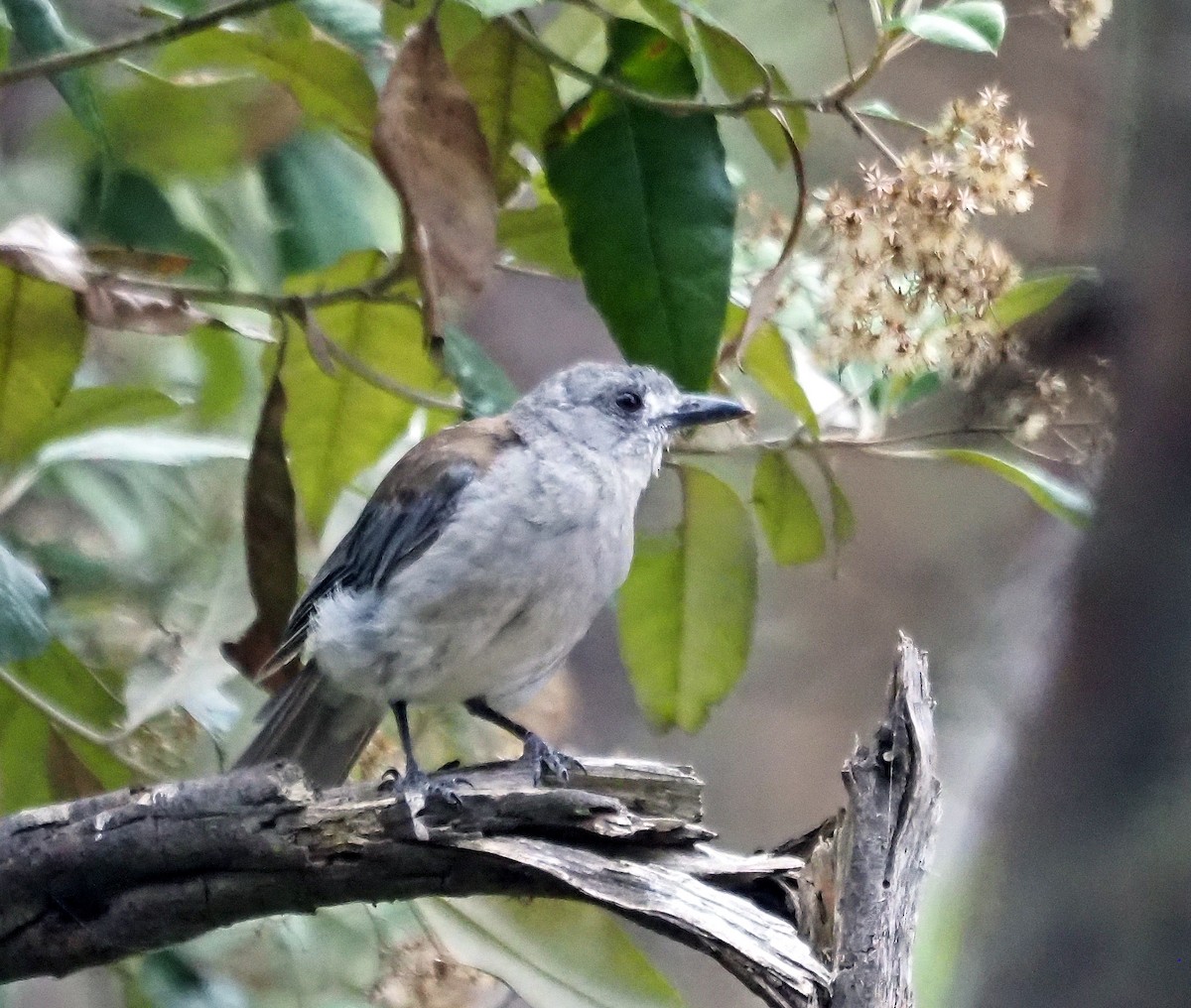 Gray Shrikethrush - ML629322244