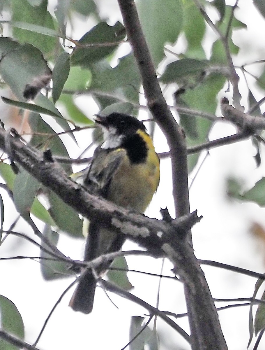 Golden Whistler - ML629322267