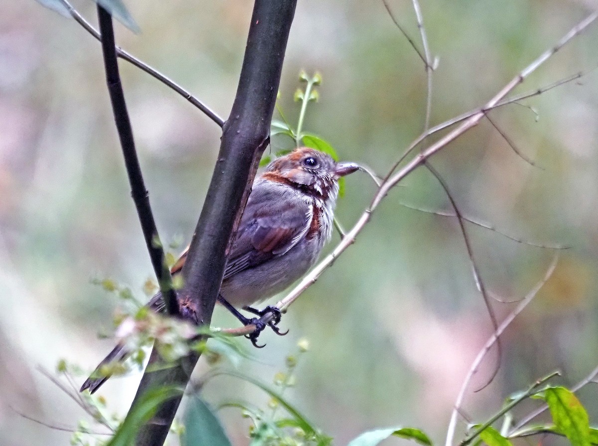 Golden Whistler - ML629322286