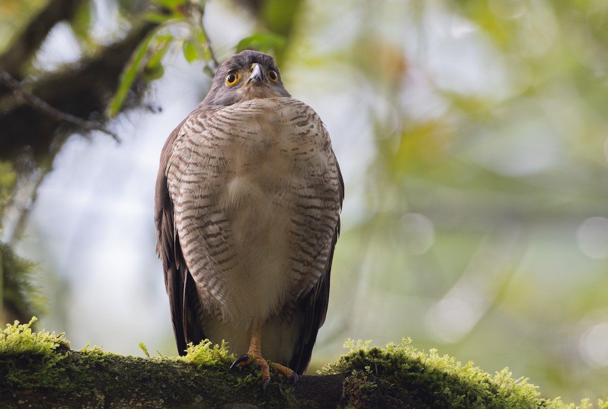African Goshawk (Eastern) - ML629322395