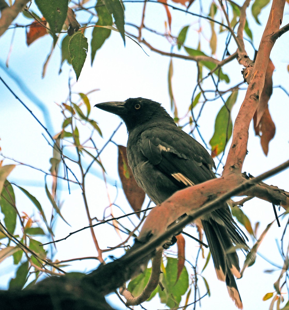 Pied Currawong - ML629322430