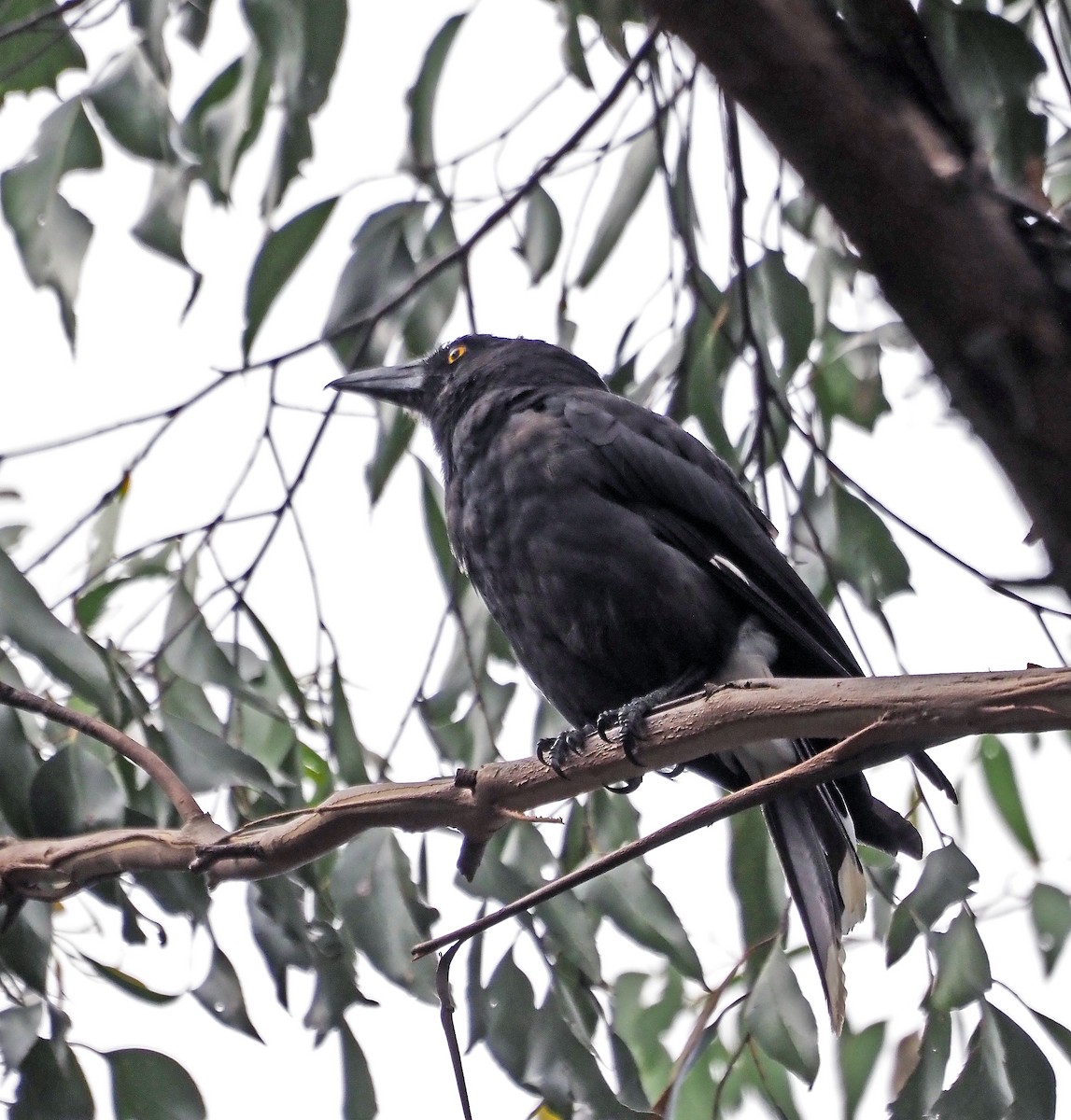 Pied Currawong - ML629322454