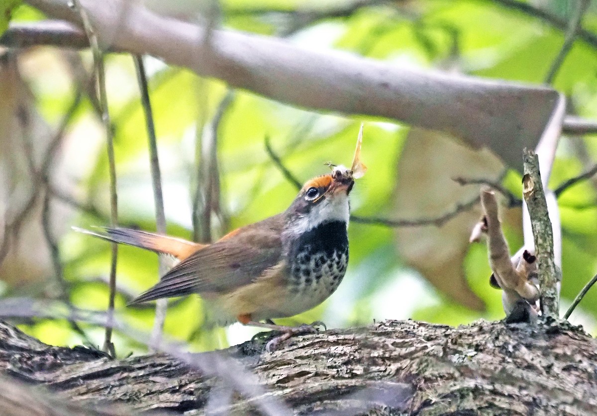 Australian Rufous Fantail - ML629322465