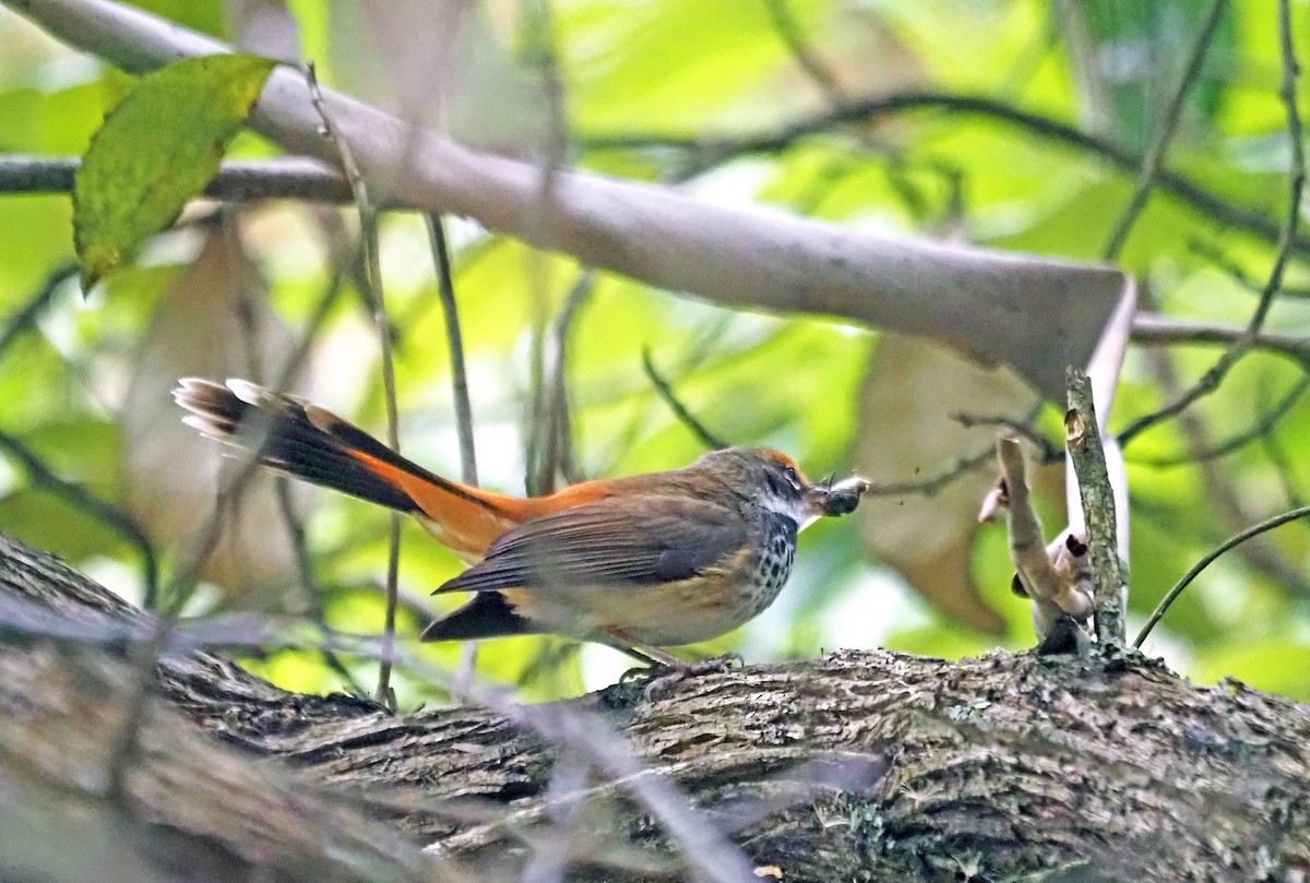 Australian Rufous Fantail - ML629322473