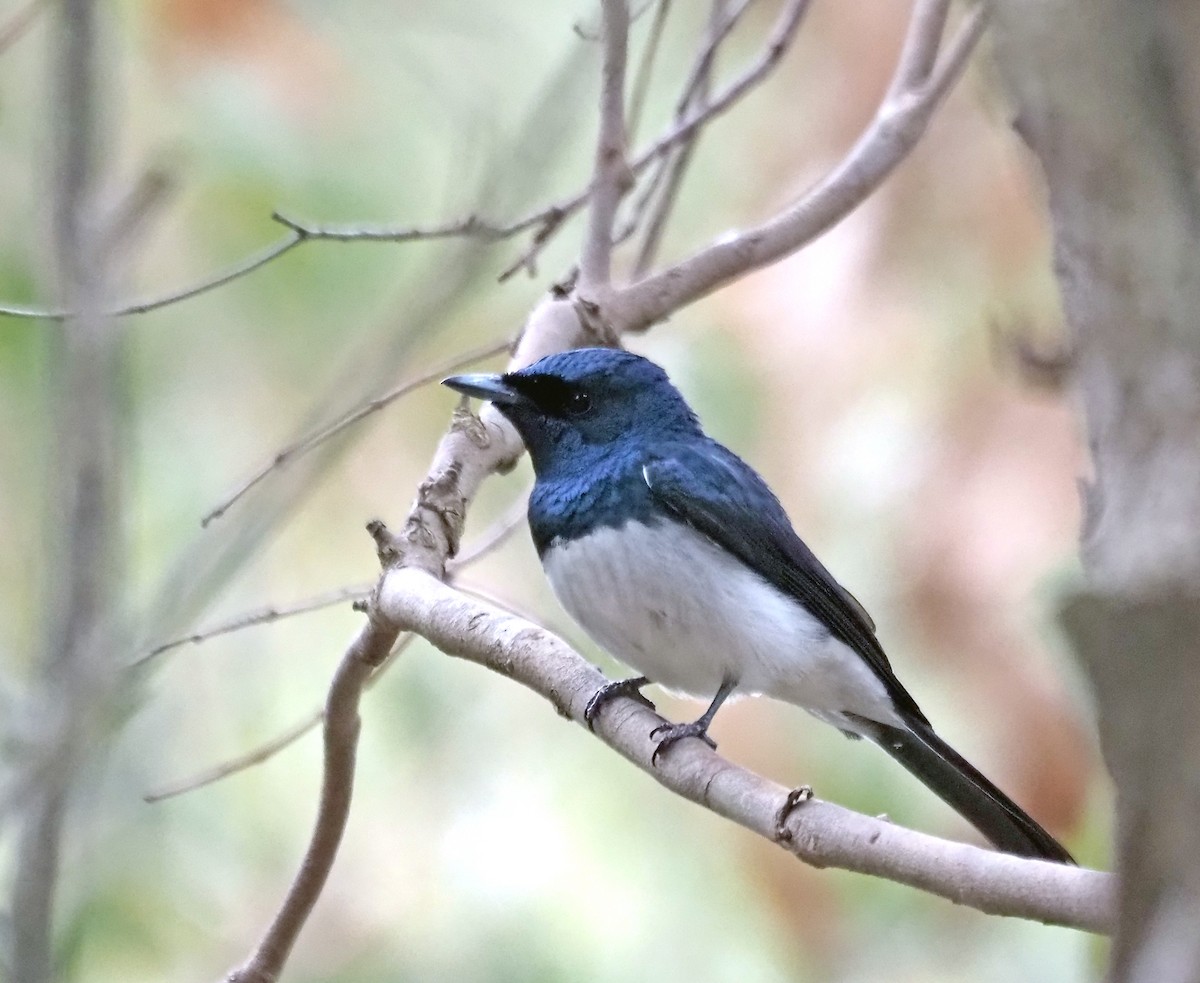 Satin Flycatcher - ML629322482